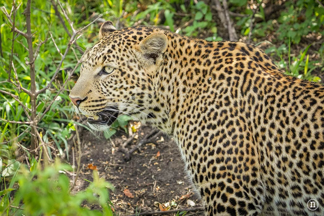 Masái Mara, Kenia, el safari y el amanecer más bonito del mundo