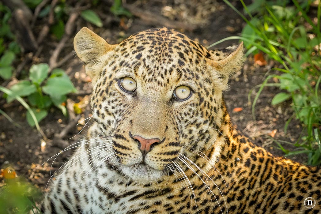 Masái Mara, Kenia, el safari y el amanecer más bonito del mundo