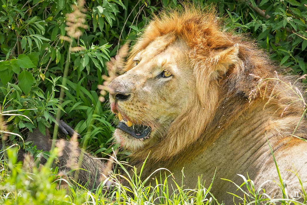 Masái Mara, Kenia, el safari y el amanecer más bonito del mundo