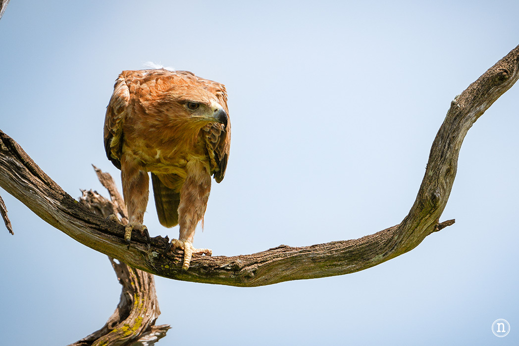 Masái Mara, Kenia, el safari y el amanecer más bonito del mundo