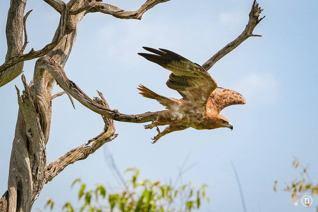 Masái Mara, Kenia, el safari y el amanecer más bonito del mundo