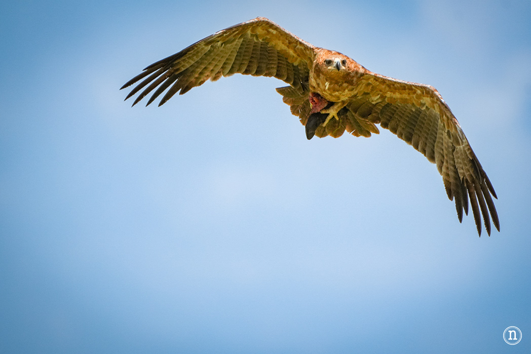 Masái Mara, Kenia, el safari y el amanecer más bonito del mundo