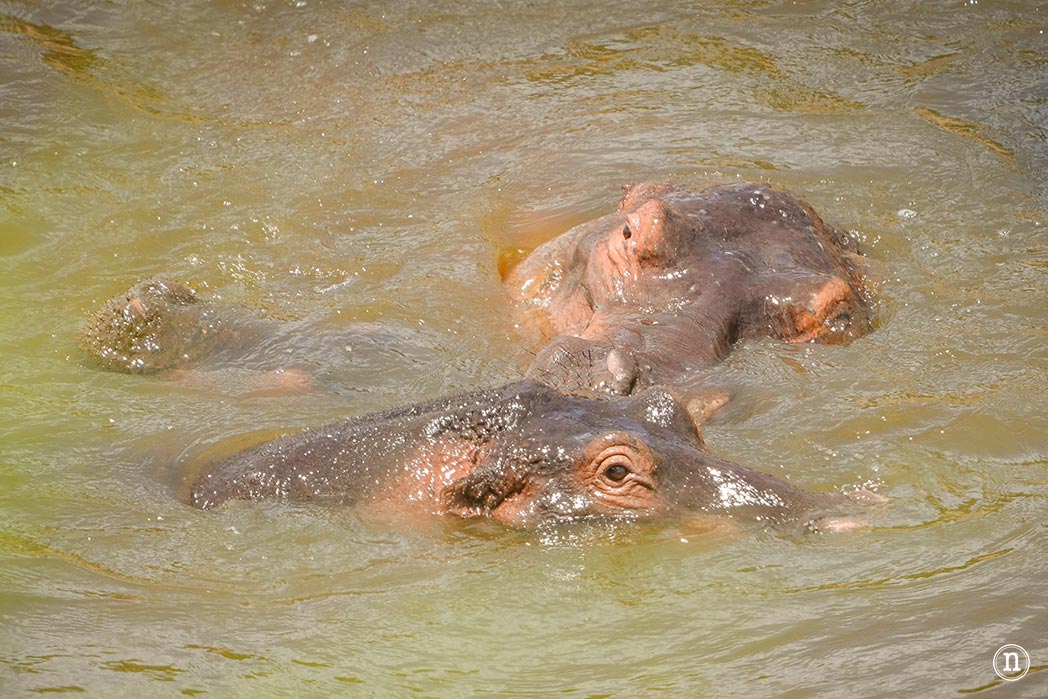 Masái Mara, Kenia, el safari y el amanecer más bonito del mundo