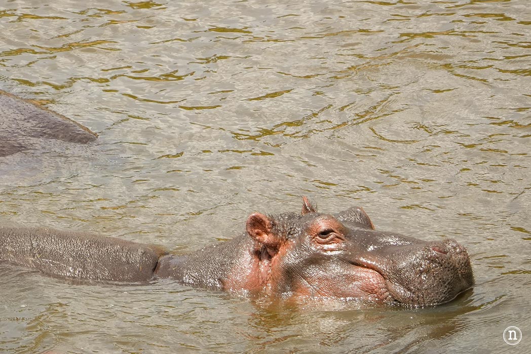 Masái Mara, Kenia, el safari y el amanecer más bonito del mundo