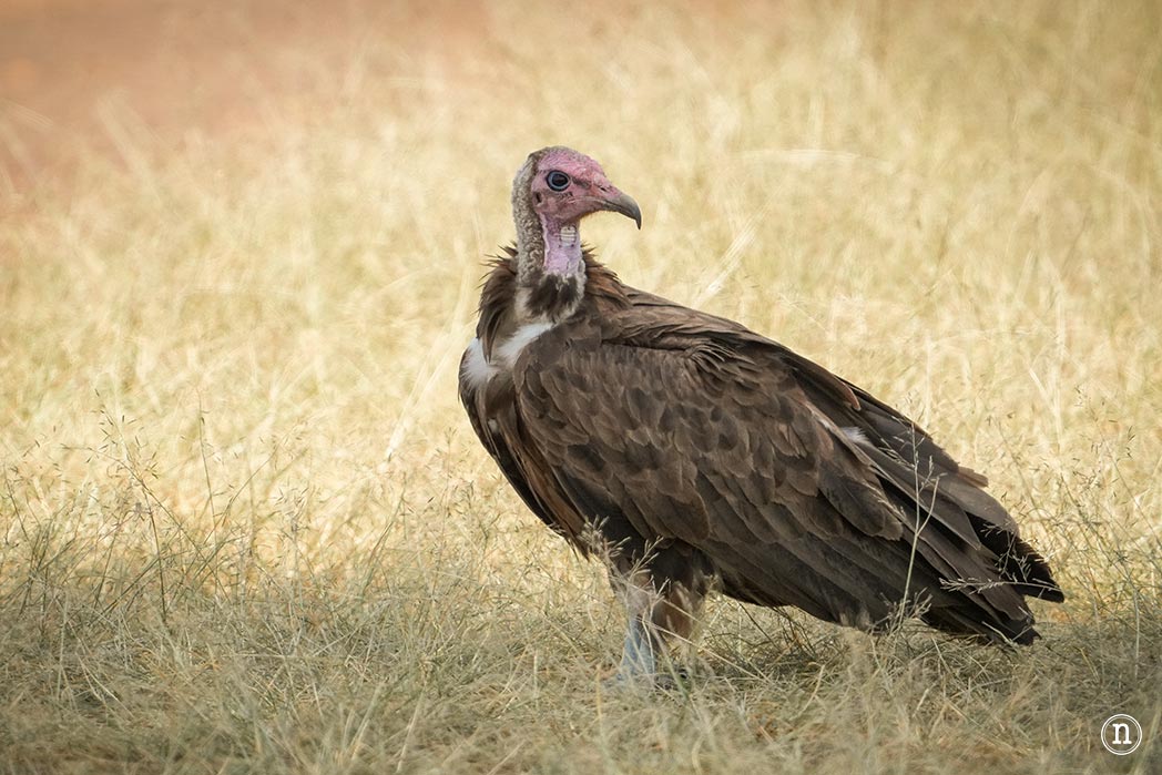 Masái Mara, Kenia, el safari y el amanecer más bonito del mundo