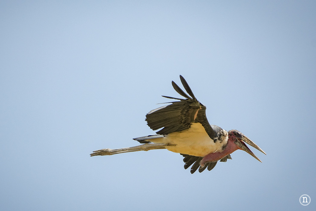 Masái Mara, Kenia, el safari y el amanecer más bonito del mundo