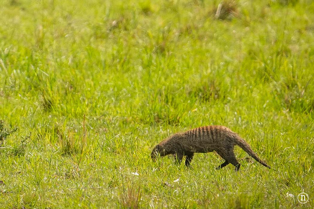Masái Mara, Kenia, el safari y el amanecer más bonito del mundo