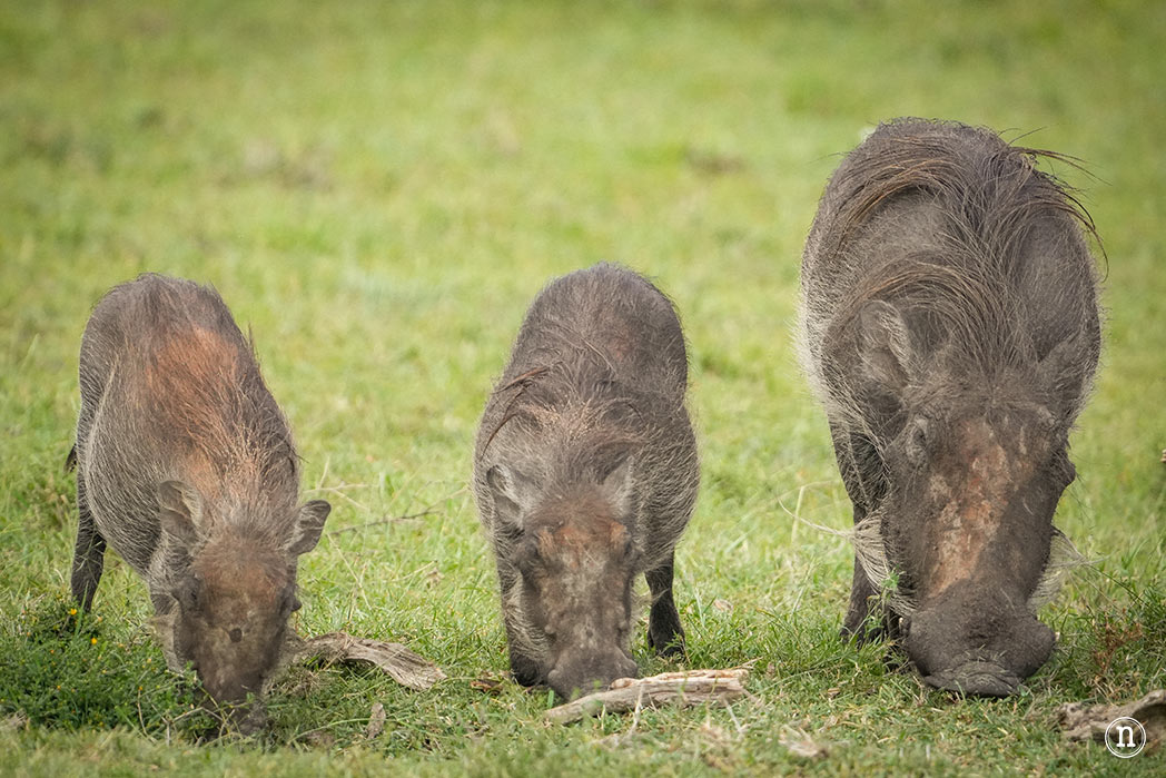 Masái Mara, Kenia, el safari y el amanecer más bonito del mundo