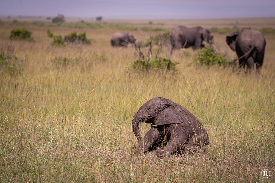 Masái Mara, Kenia, el safari y el amanecer más bonito del mundo