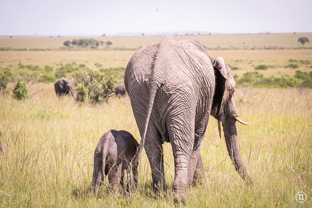 Masái Mara, Kenia, el safari y el amanecer más bonito del mundo