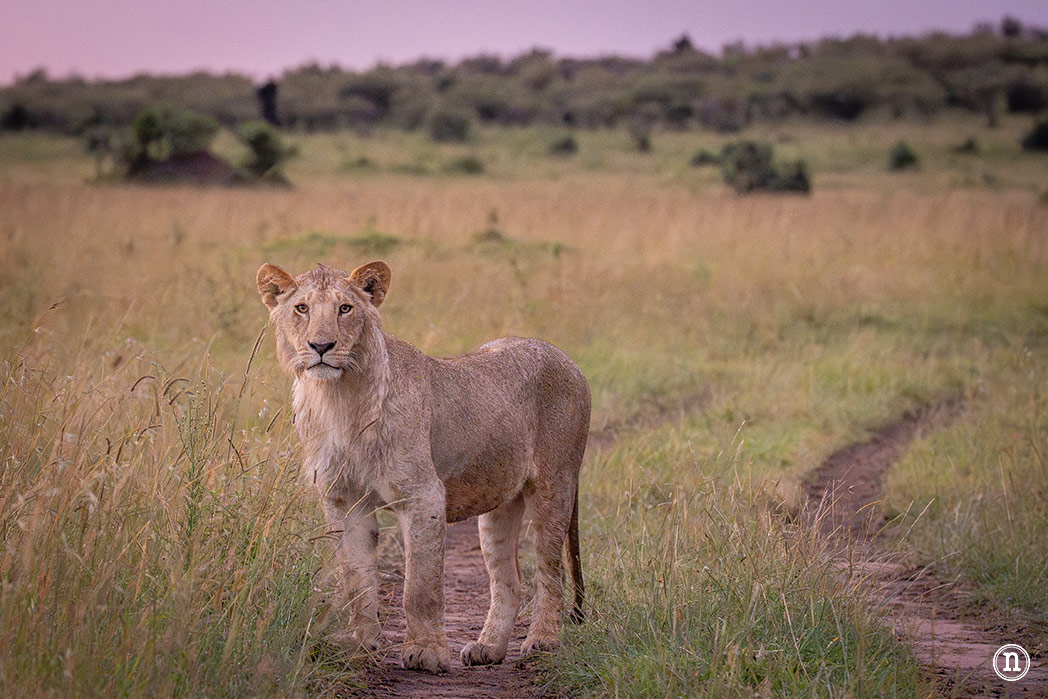 Masái Mara, Kenia, el safari y el amanecer más bonito del mundo