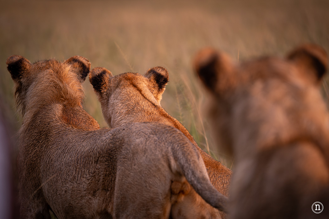 Masái Mara, Kenia, el safari y el amanecer más bonito del mundo
