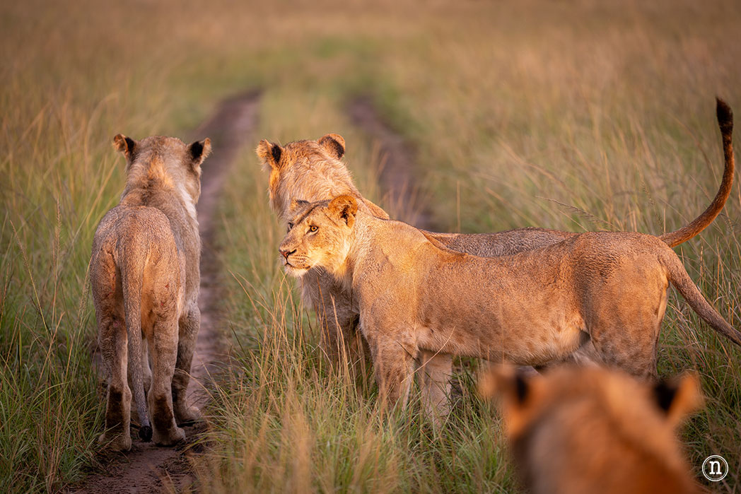 Frank nos explica que estos ejemplares, que tienen entre 2 y 3 años, han sido expulsados por el macho dominante, seguramente su padre, para evitar la consanguinidad y competencia en el grupo. La madre tratará de entretener al macho dominante para asegurarles la huida.