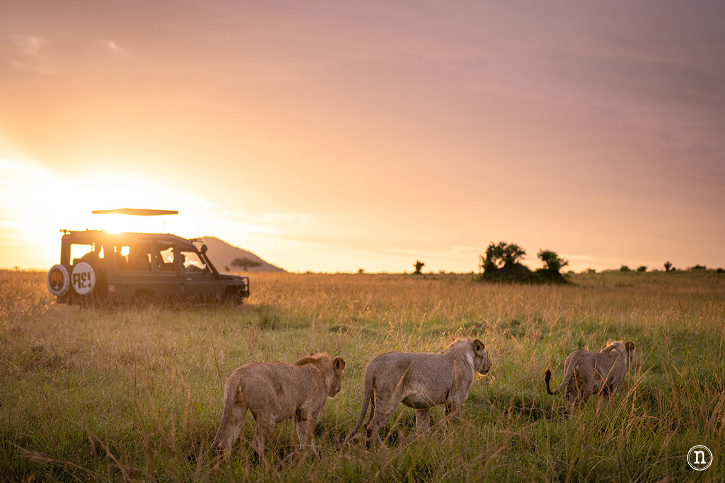 Masái Mara, Kenia, el safari y el amanecer más bonito del mundo 