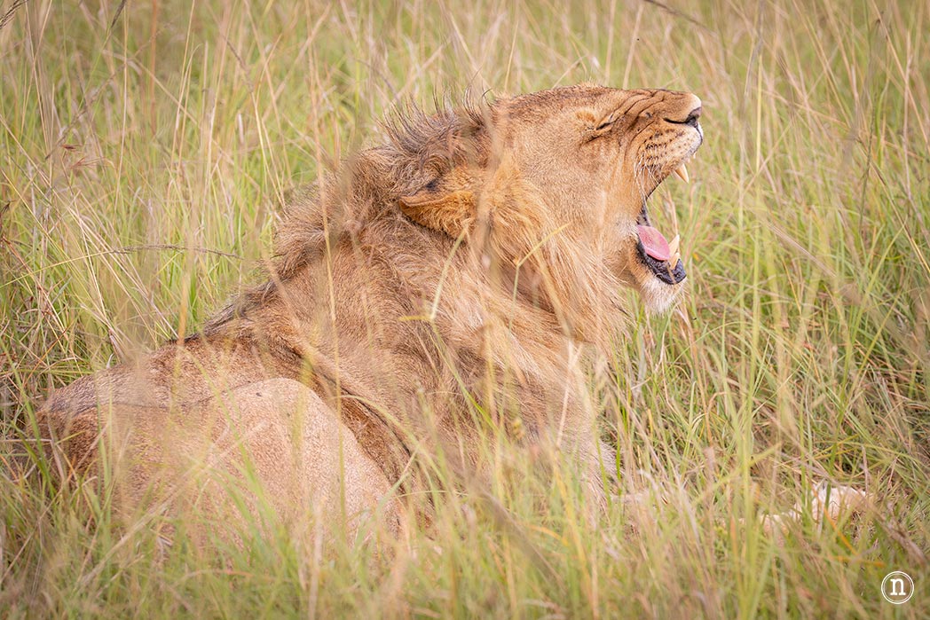 Masái Mara, Kenia, el safari y el amanecer más bonito del mundo