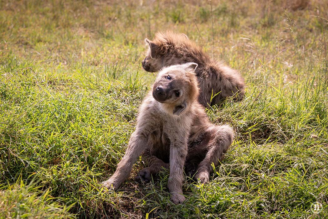 Masái Mara, Kenia, el safari y el amanecer más bonito del mundo