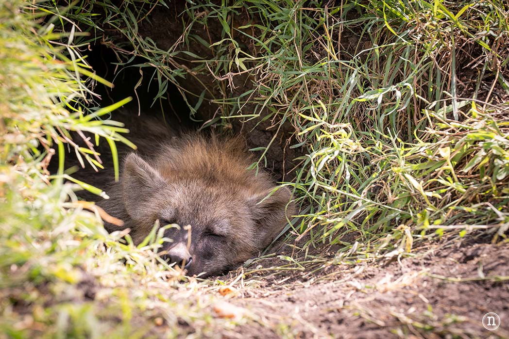 Masái Mara, Kenia, el safari y el amanecer más bonito del mundo