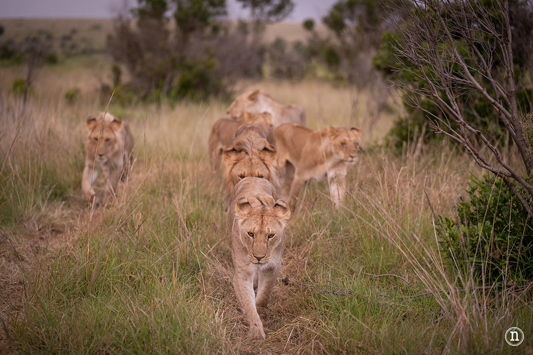 Masái Mara, Kenia, el safari y el amanecer más bonito del mundo