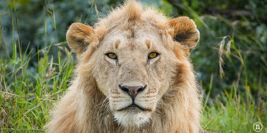 Masái Mara, Kenia, el safari y el amanecer más bonito del mundo