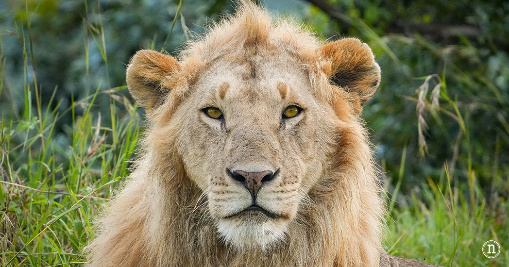 Masái Mara, Kenia, el safari y el amanecer más bonito del mundo