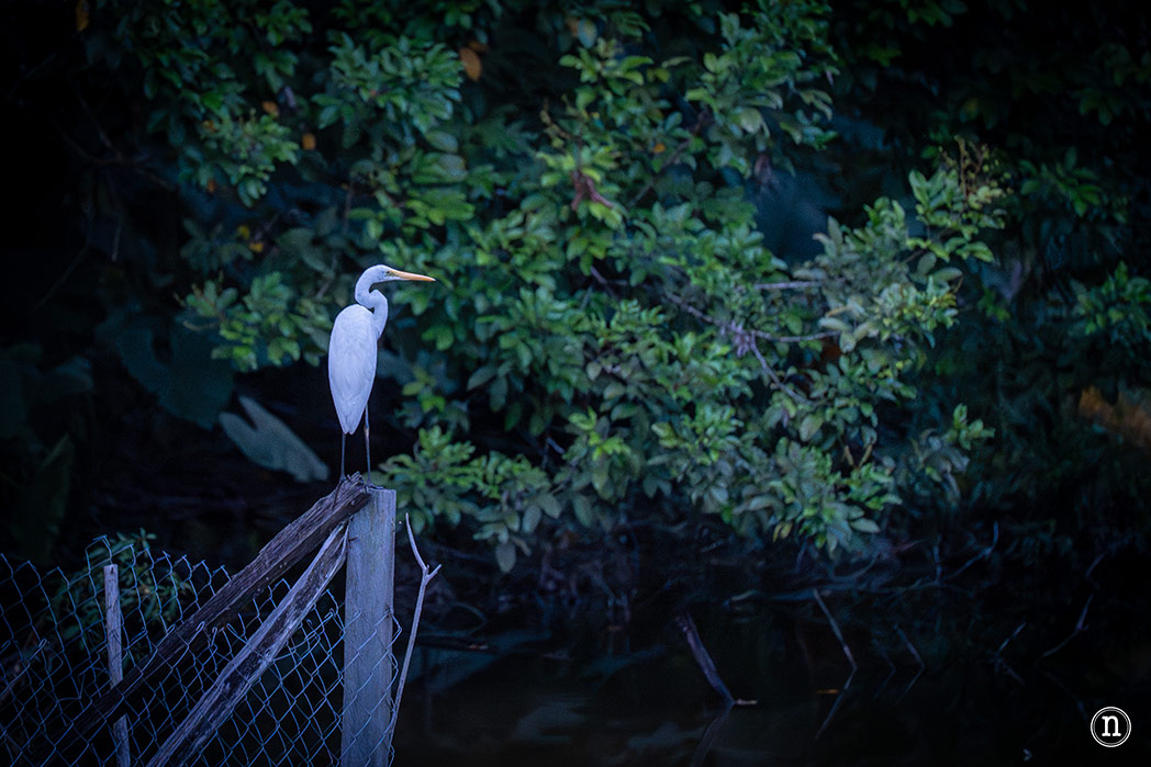 Paseo nocturno o night walk en Borneo, P. N. de Mulu
