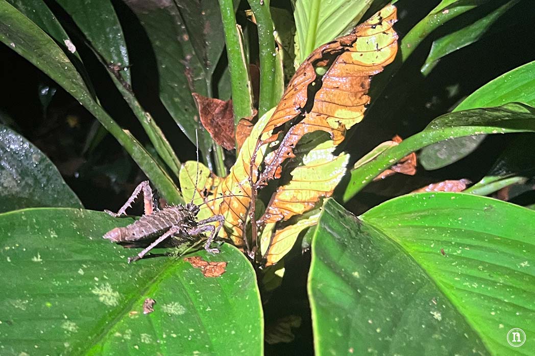 Paseo nocturno o night walk en Borneo, P. N. de Mulu