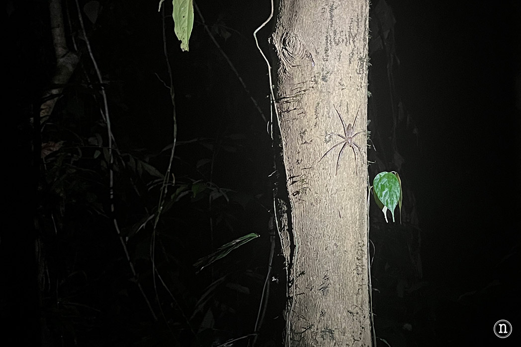 Paseo nocturno o night walk en Borneo, P. N. de Mulu