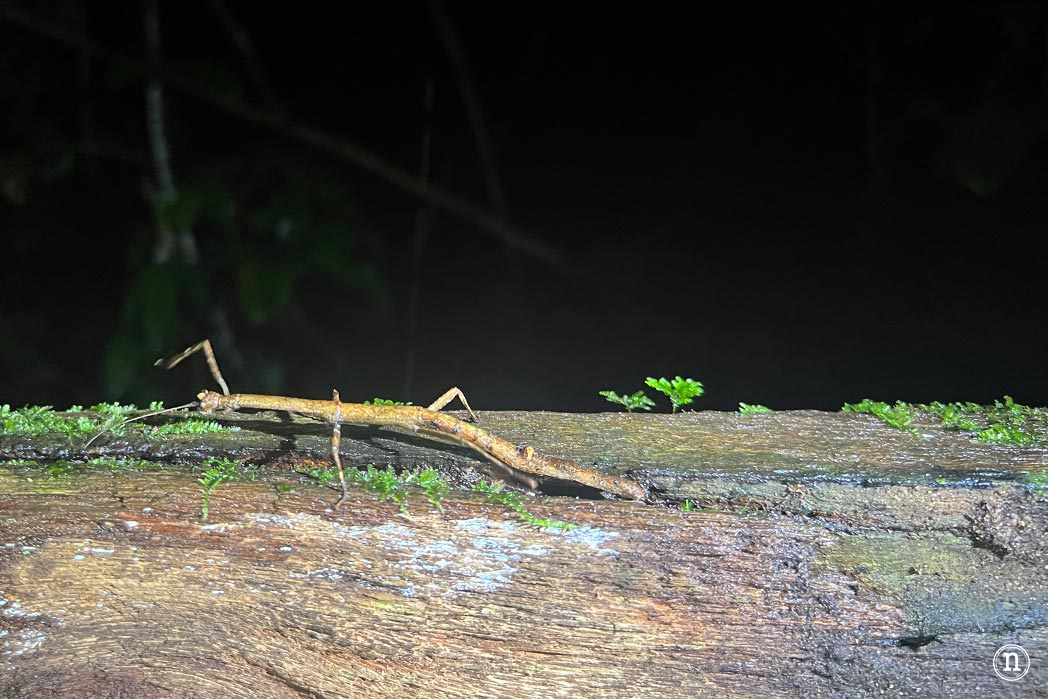 Paseo nocturno o night walk en Borneo, P. N. de Mulu
