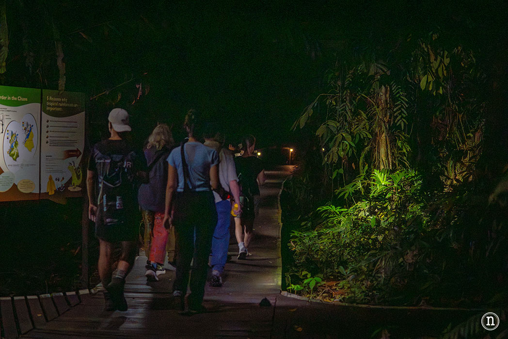 Paseo nocturno o night walk en Borneo, P. N. de Mulu