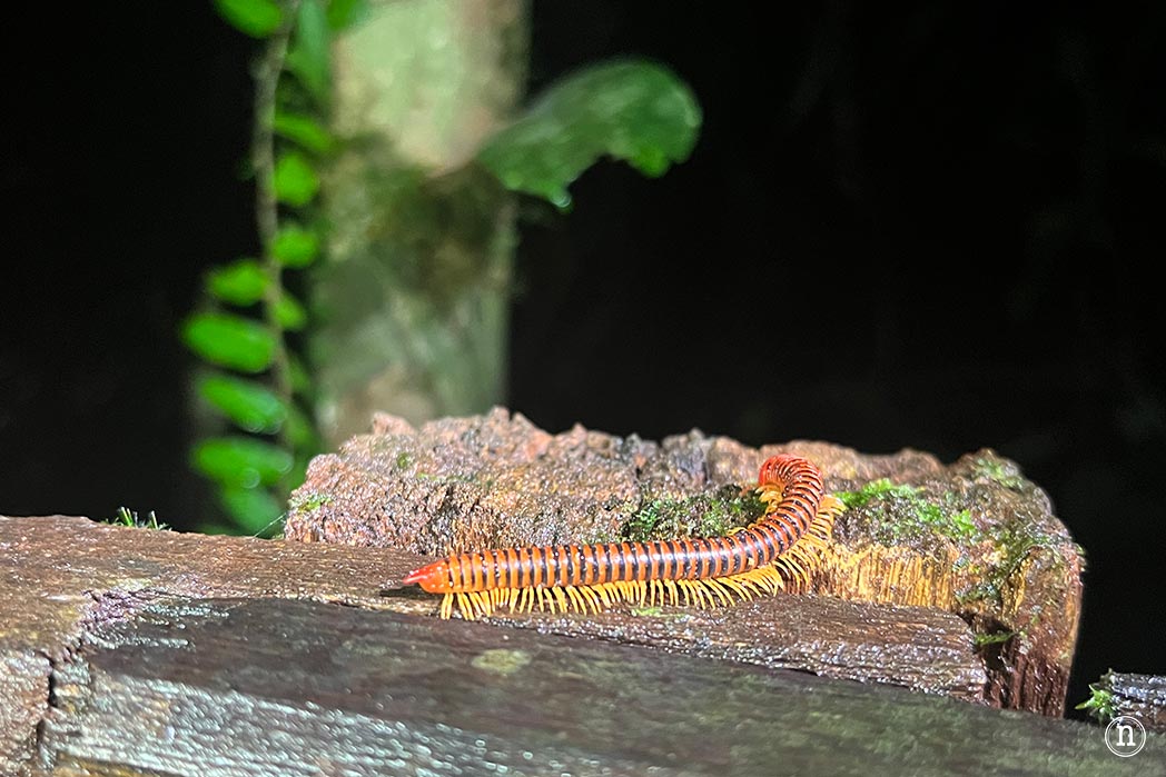 Paseo nocturno o night walk en Borneo, P. N. de Mulu