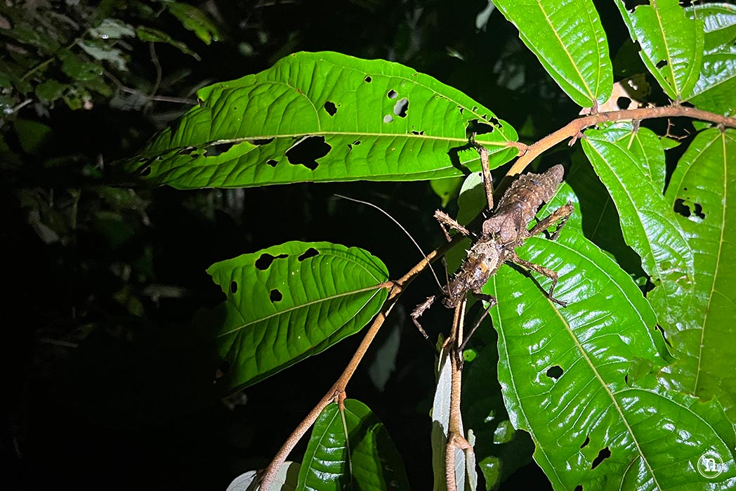 Paseo nocturno o night walk en Borneo, P. N. de Mulu