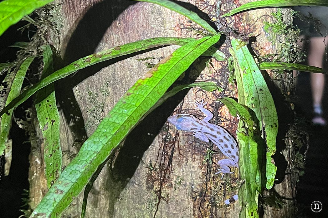 Paseo nocturno o night walk en Borneo, P. N. de Mulu