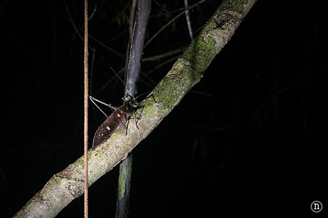 Paseo nocturno o night walk en Borneo, P. N. de Mulu