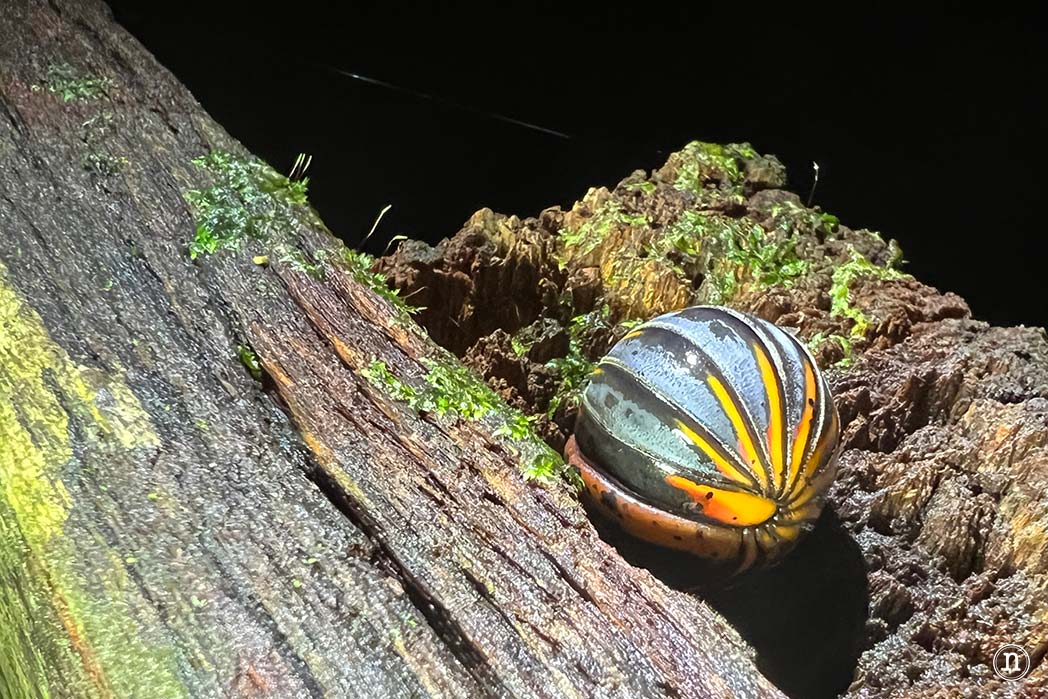 Paseo nocturno o night walk en Borneo, P. N. de Mulu
