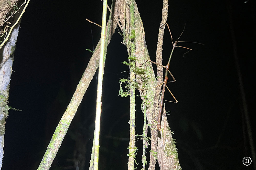 Paseo nocturno o night walk en Borneo, P. N. de Mulu