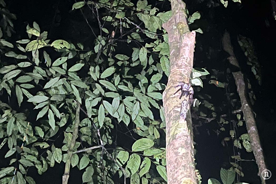 Paseo nocturno o night walk en Borneo, P. N. de Mulu