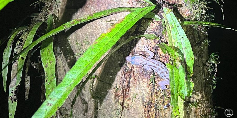Paseo nocturno o night walk en Borneo, P. N. de Mulu