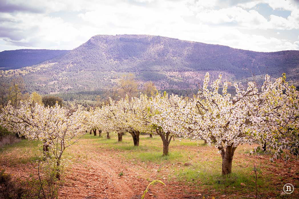 Ruta de los cerezos en el Valle de Las Caderechas 