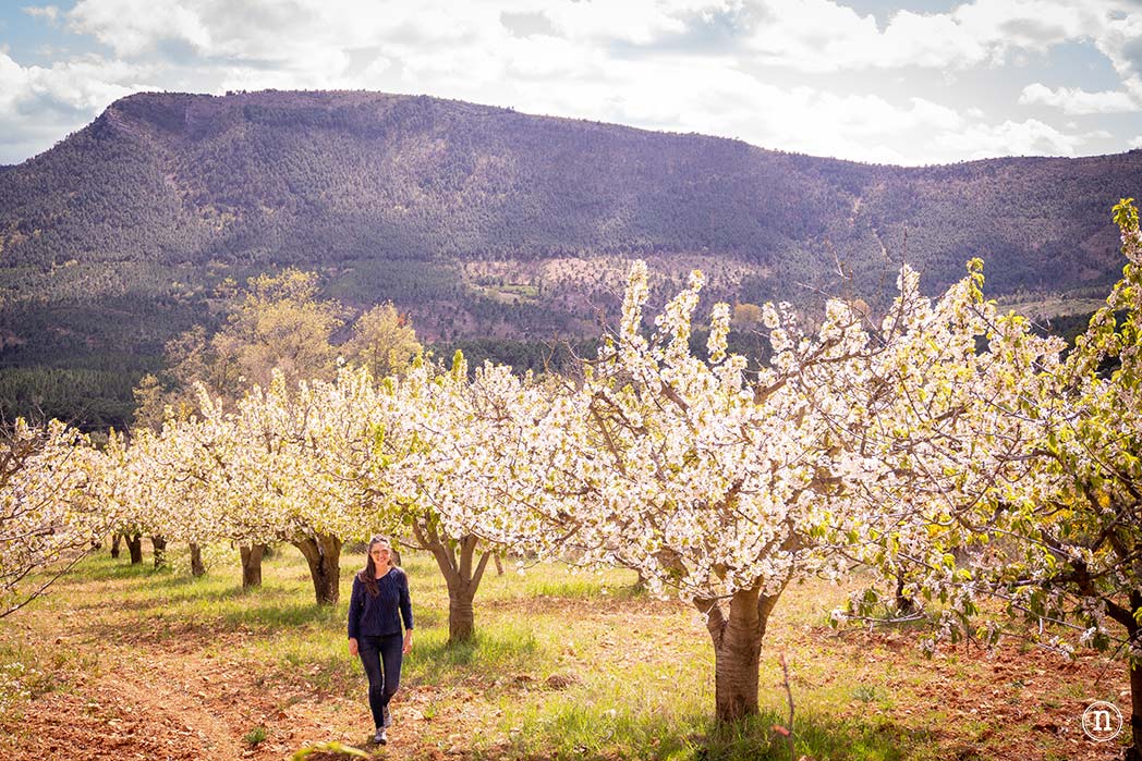 Ruta de los cerezos en el Valle de Las Caderechas 