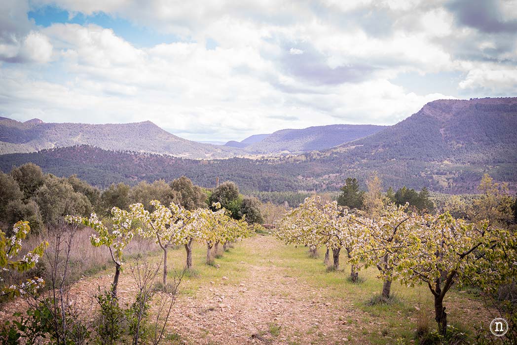Ruta de los cerezos en el Valle de Las Caderechas 