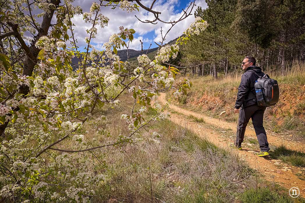 Ruta de los cerezos en el Valle de Las Caderechas