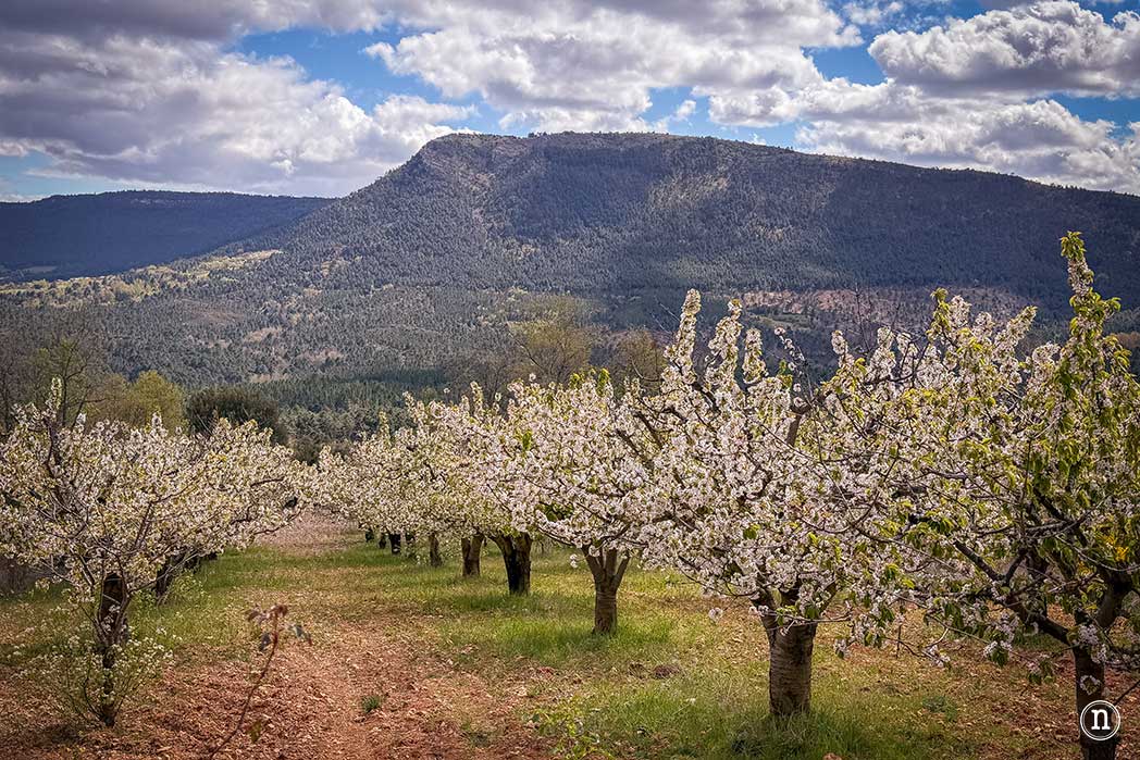 Ruta de los cerezos en el Valle de Las Caderechas