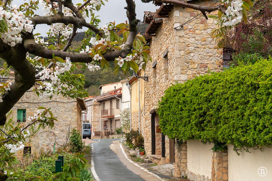 Ruta de los cerezos en el Valle de Las Caderechas, Burgos