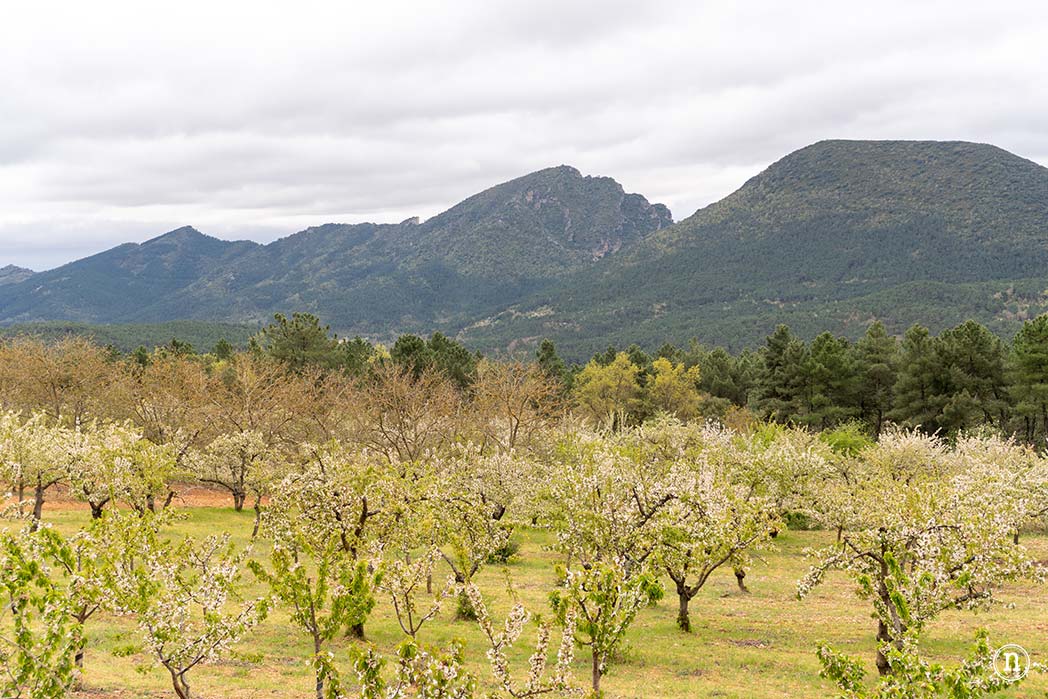 Ruta de los cerezos en el Valle de Las Caderechas, Burgos
