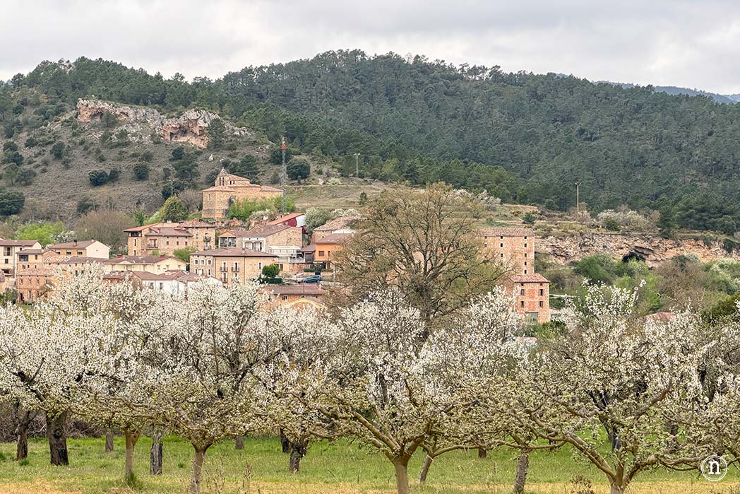 Ruta de los cerezos en el Valle de Las Caderechas, Burgos