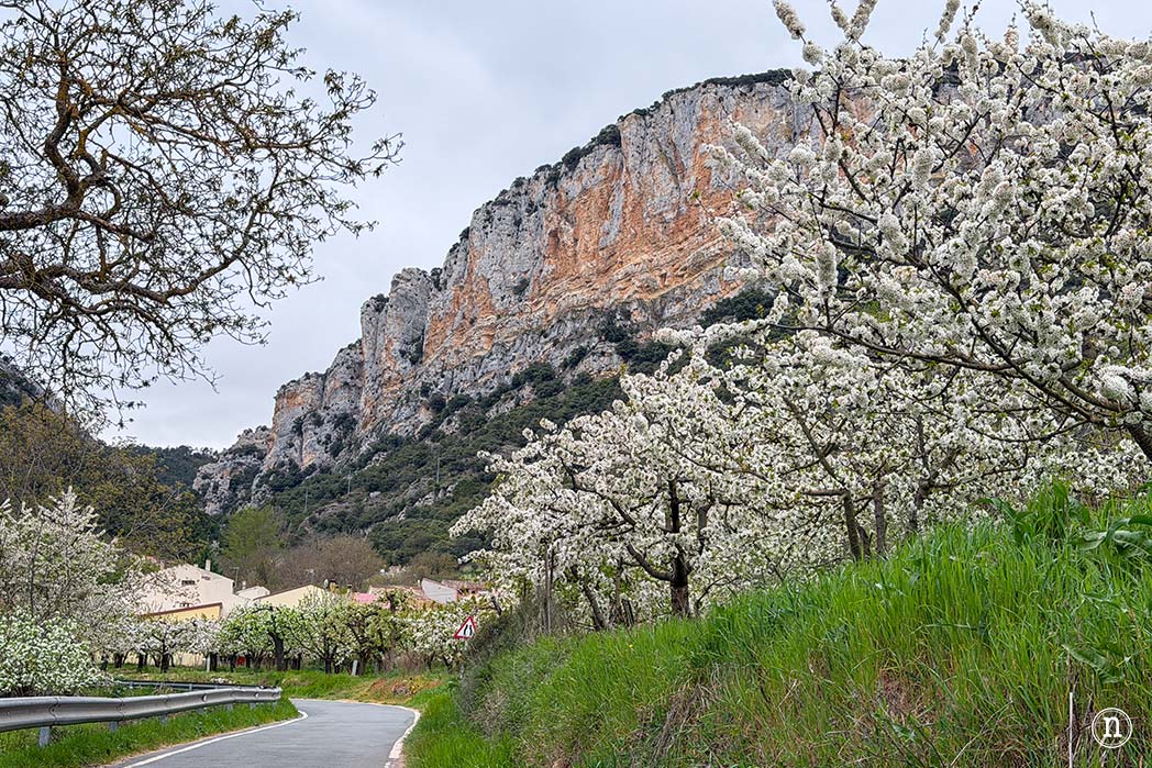 Ruta de los cerezos en el Valle de Las Caderechas, Burgos