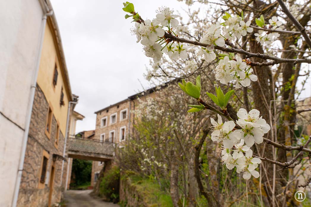 Ruta de los cerezos en el Valle de Las Caderechas, Burgos 