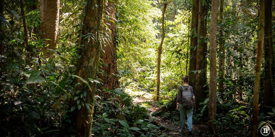 Sendero botánico del P. N. de Mulu, una maravilla del mundo