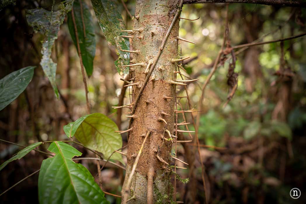 Sendero botánico del P. N. de Mulu, una maravilla del mundo
