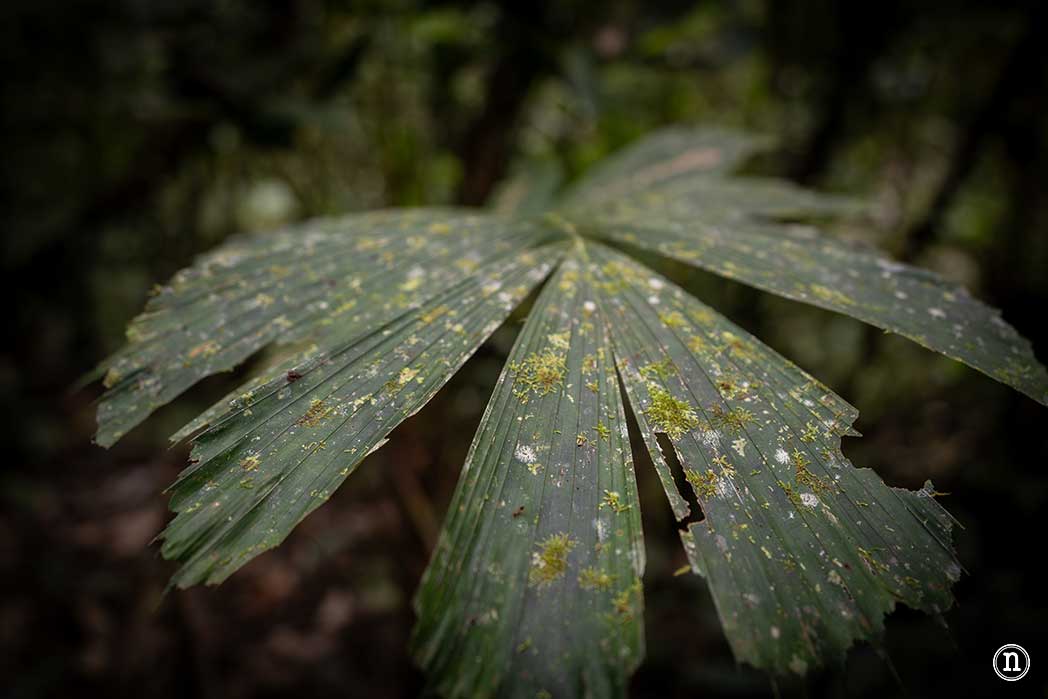Sendero botánico del P. N. de Mulu, una maravilla del mundo
